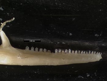 Media type: image;   Herpetology R-119716